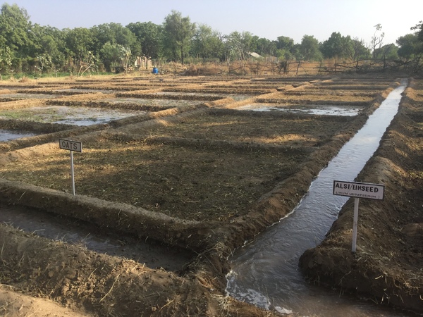 a mix of many grains 600